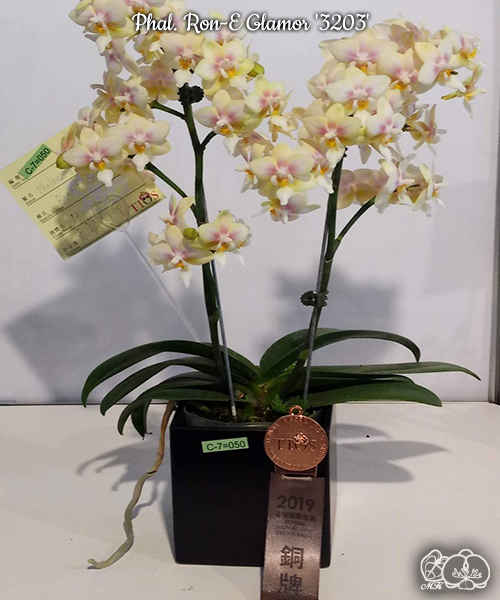 美琪園藝Miki Orchid - 品種詳細頁